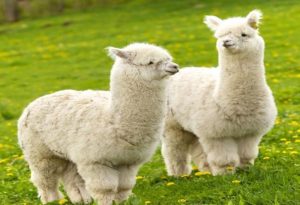 Fluffy Animals