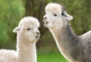 Fluffy Animals