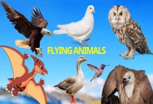 Flying Animals