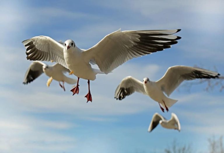 Masters of the Sky: A Deep Dive into Flying Animals and Their Fascinating Adaptations