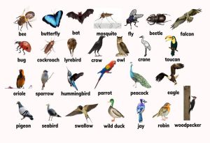 Flying Animals