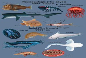 Mariana Trench Animals