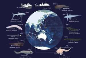 Mariana Trench Animals