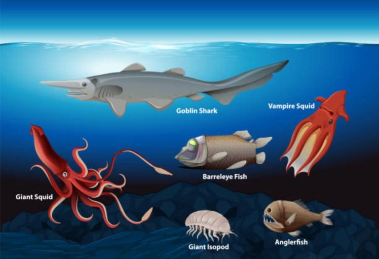 Life in the Abyss: Fascinating Mariana Trench Animals