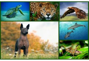 Mexican Animals