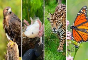 Mexican Animals