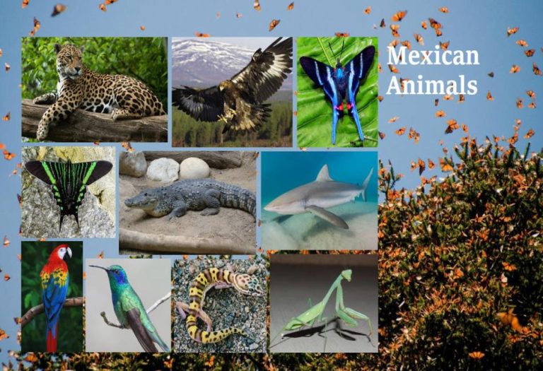 Mexican Animals: A Diverse and Vibrant Wildlife Heritage
