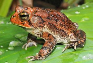 Poisonous Animals
