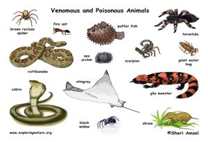 Poisonous Animals