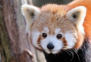 Pretty Animals