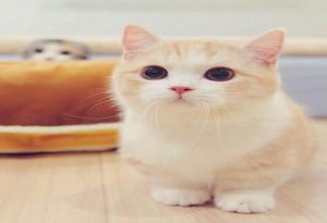 Pretty Animals