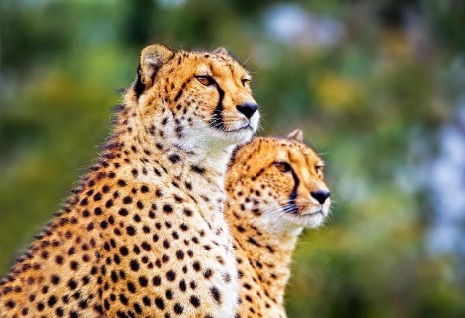 Pretty Animals