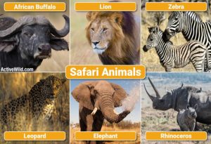 Safari Animals