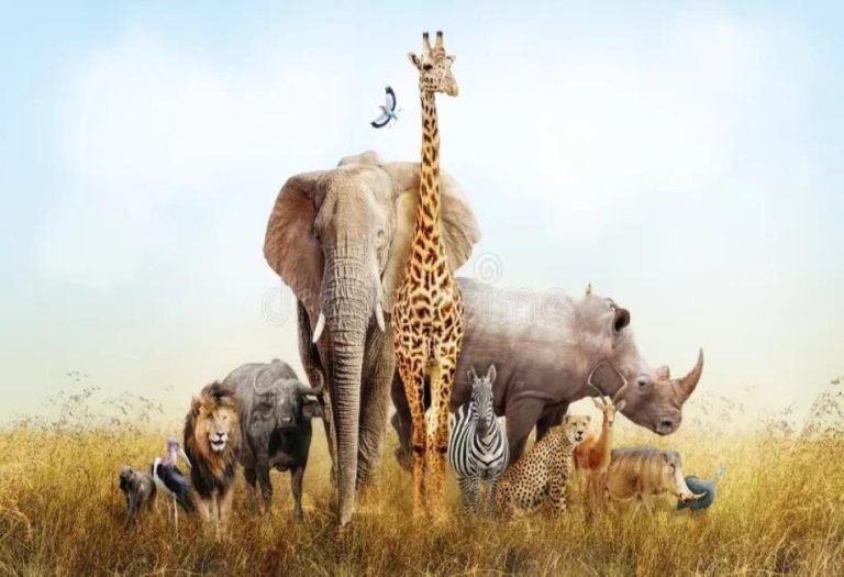 Safari Animals: Majestic Creatures of the African Wilderness