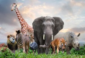 Safari Animals