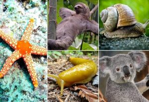 Slowest Animals