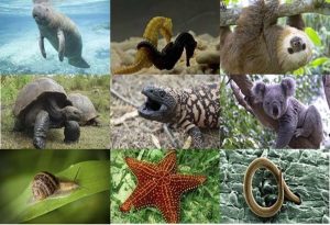Slowest Animals