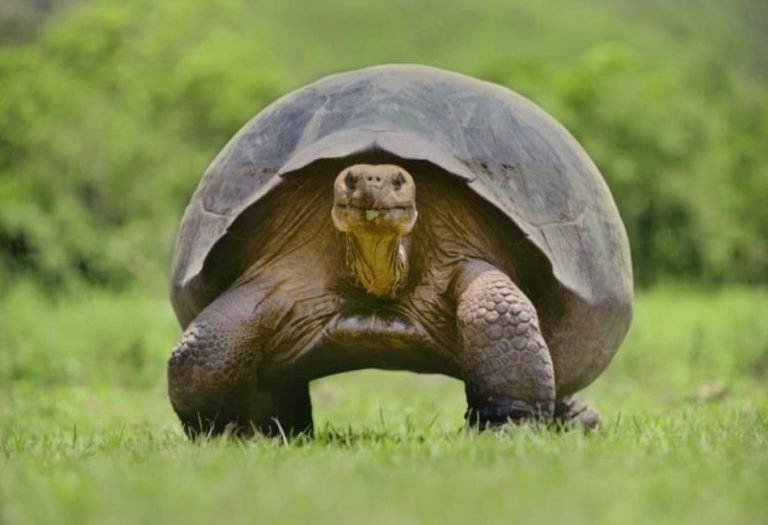 Nature in the Slow Lane: A Closer Look at the World’s Slowest Animals