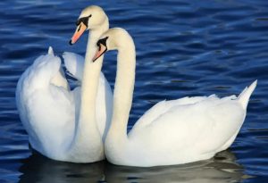 Swan