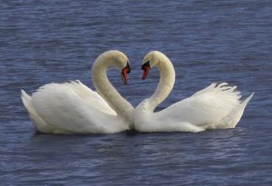 Swan