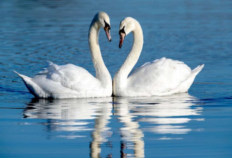 The Graceful Swan: Symbolism, Biology, and Their Role in Culture and Ecosystems
