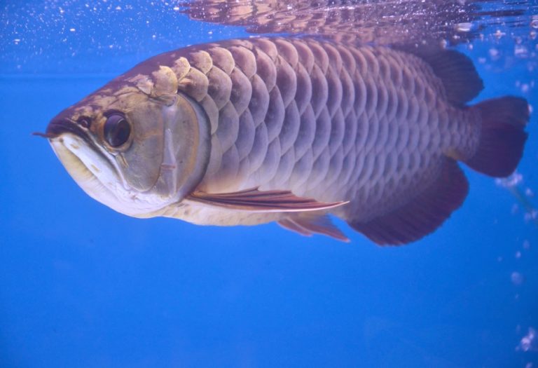 Arowana for Sale: Discover the Beauty and Value of the Silver Arowana