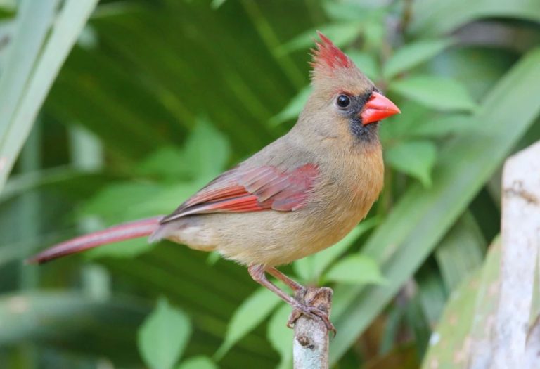 How to Identify a Female Cardinal: A Subtle Beauty in Your Backyard 