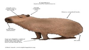 Capybara Lifespan