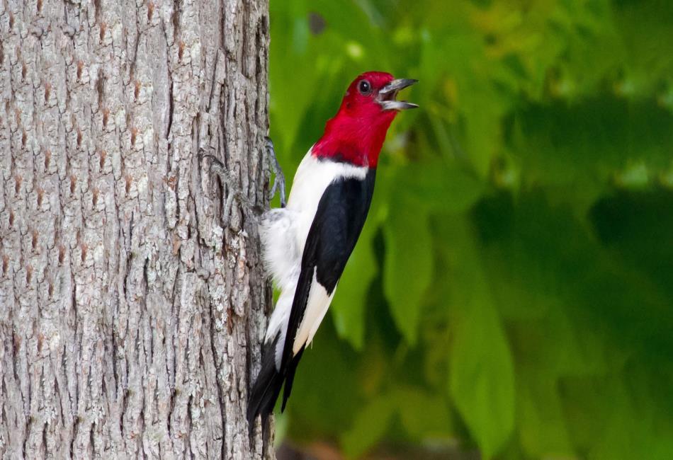 red headed woodpecker