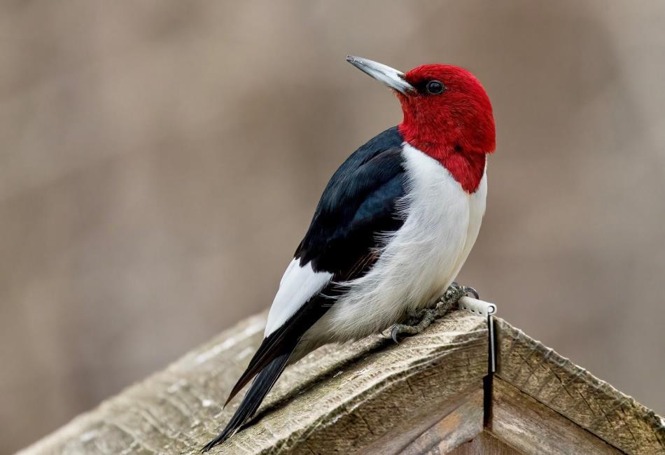 red headed woodpecker