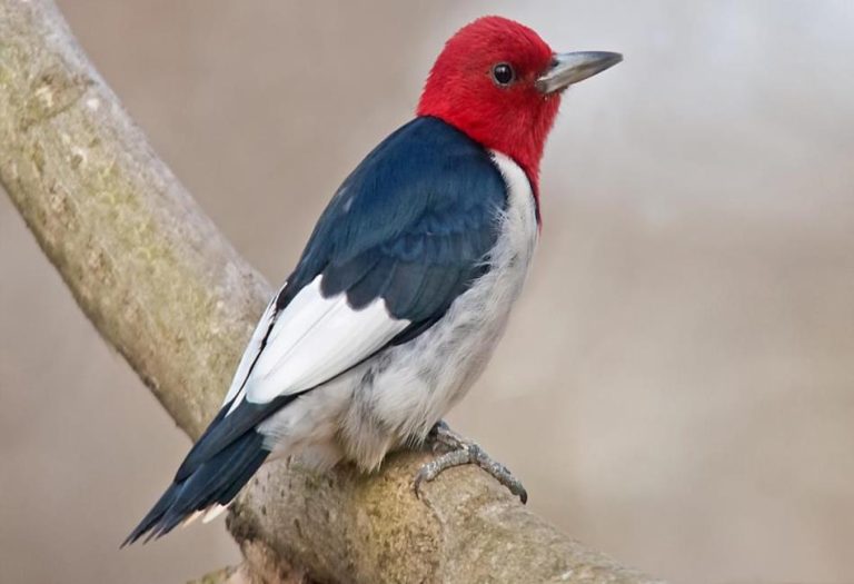 The Red Headed Woodpecker: A Striking Symbol of Nature’s Beauty and Resilience
