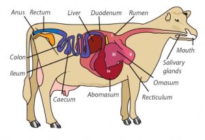 Ruminants