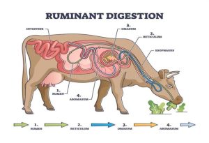 Ruminants