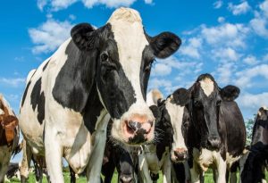 Ruminants