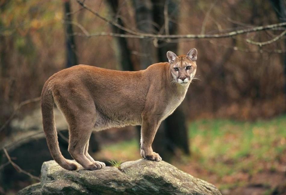 temperate forest animals