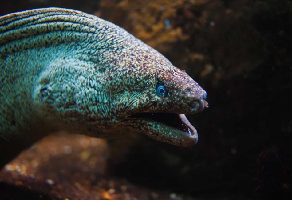 types of eels