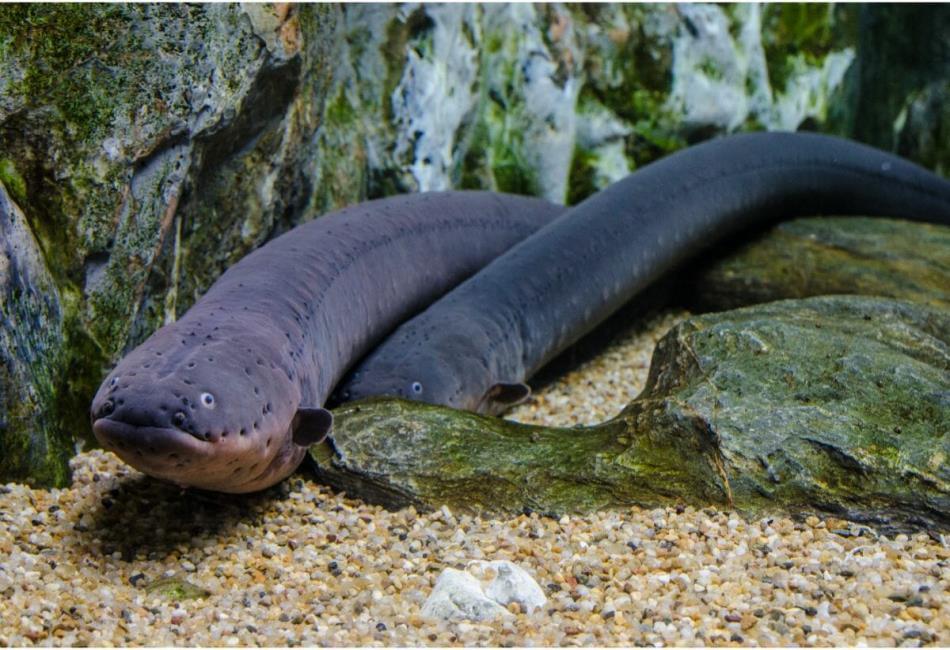 types of eels