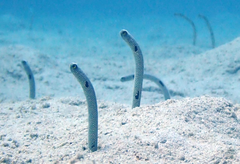 types of eels