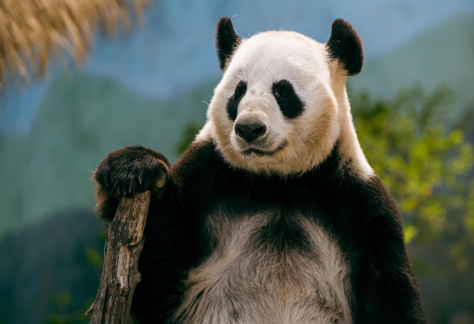 what is the dumbest animal 