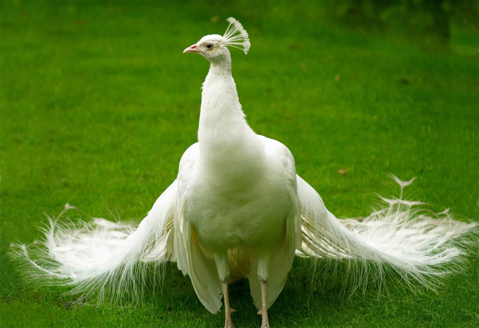 baby albino peacock