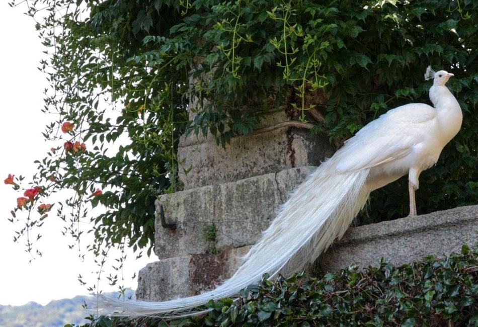 peacock albino