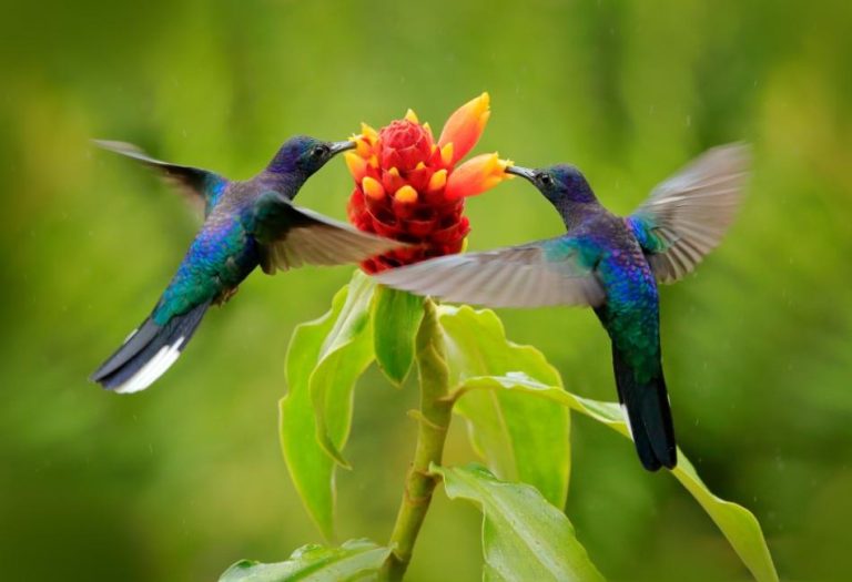 Are Birds Mammals? Reconciling Bird and Mammal Anatomy: The Key Is in the Blood
