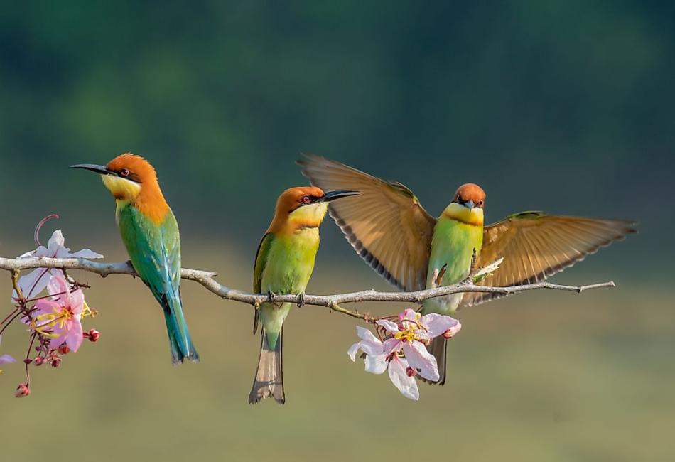 Are Birds Reptiles Then