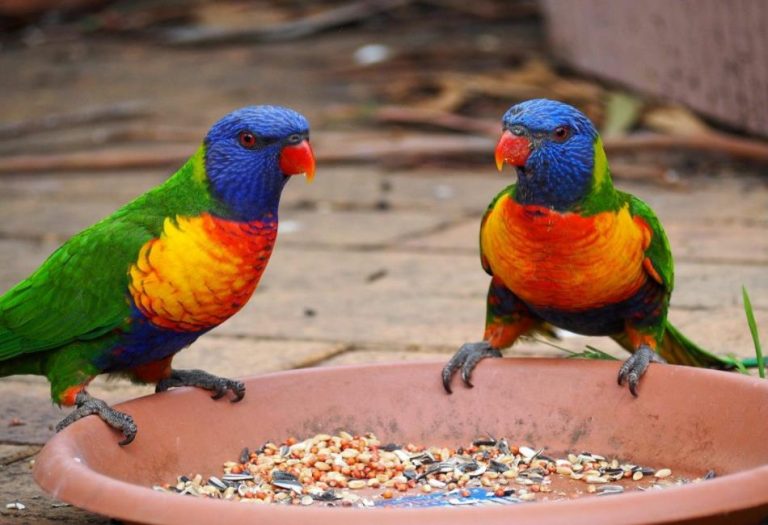 Australian Birds: The Avifauna Focus of Australia’s Wildlife