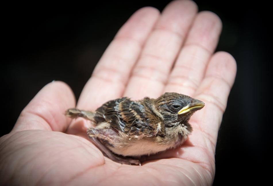 Baby Bird Fell Out of Nest