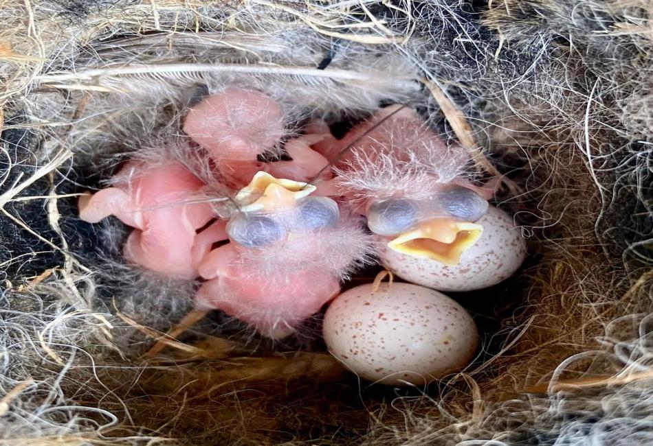 Baby Bird