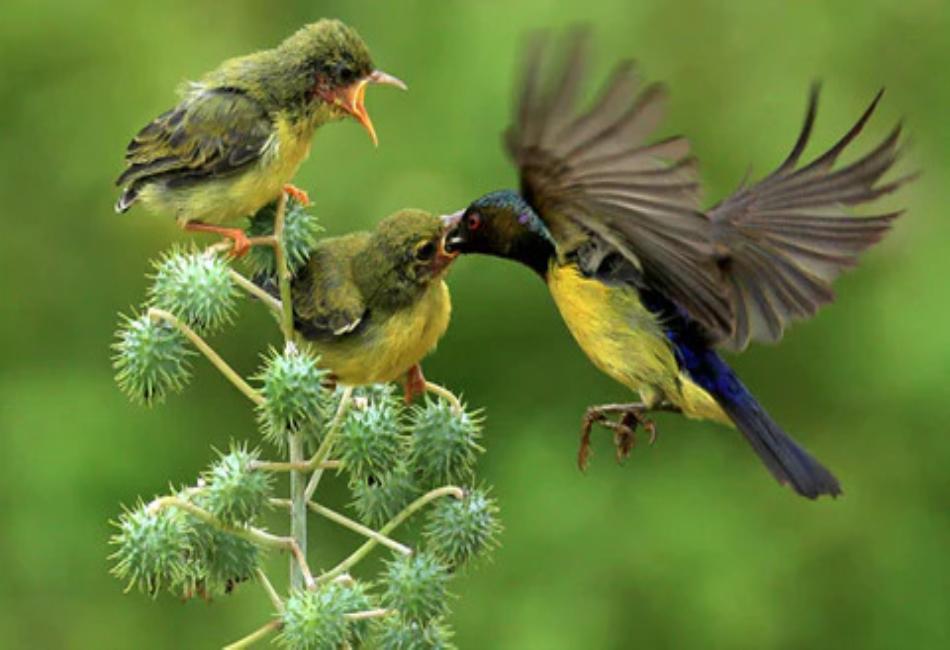 Birds Are Mammals: Why It Is Wrong