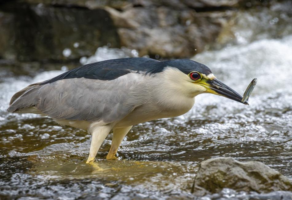 Black Crowned Night Heron, Up Close and Personal