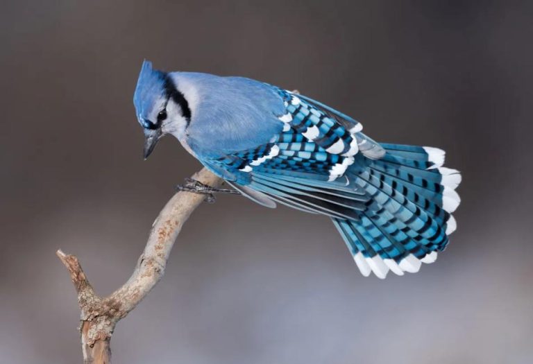 Blue Jay Meaning: Symbolism, Spiritual Significance, and Cultural Interpretations