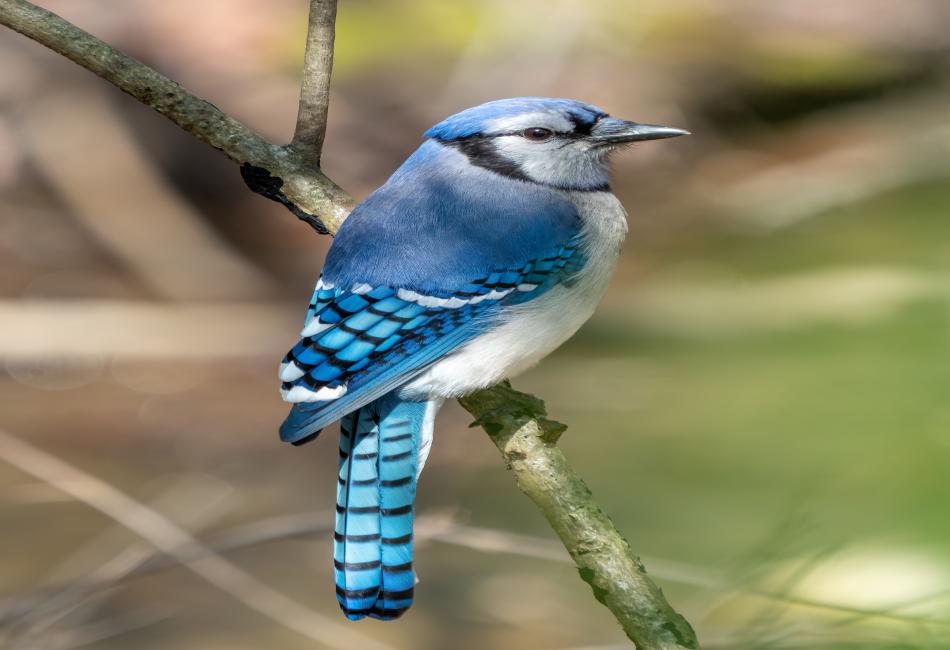 Blue Jay Meaning
